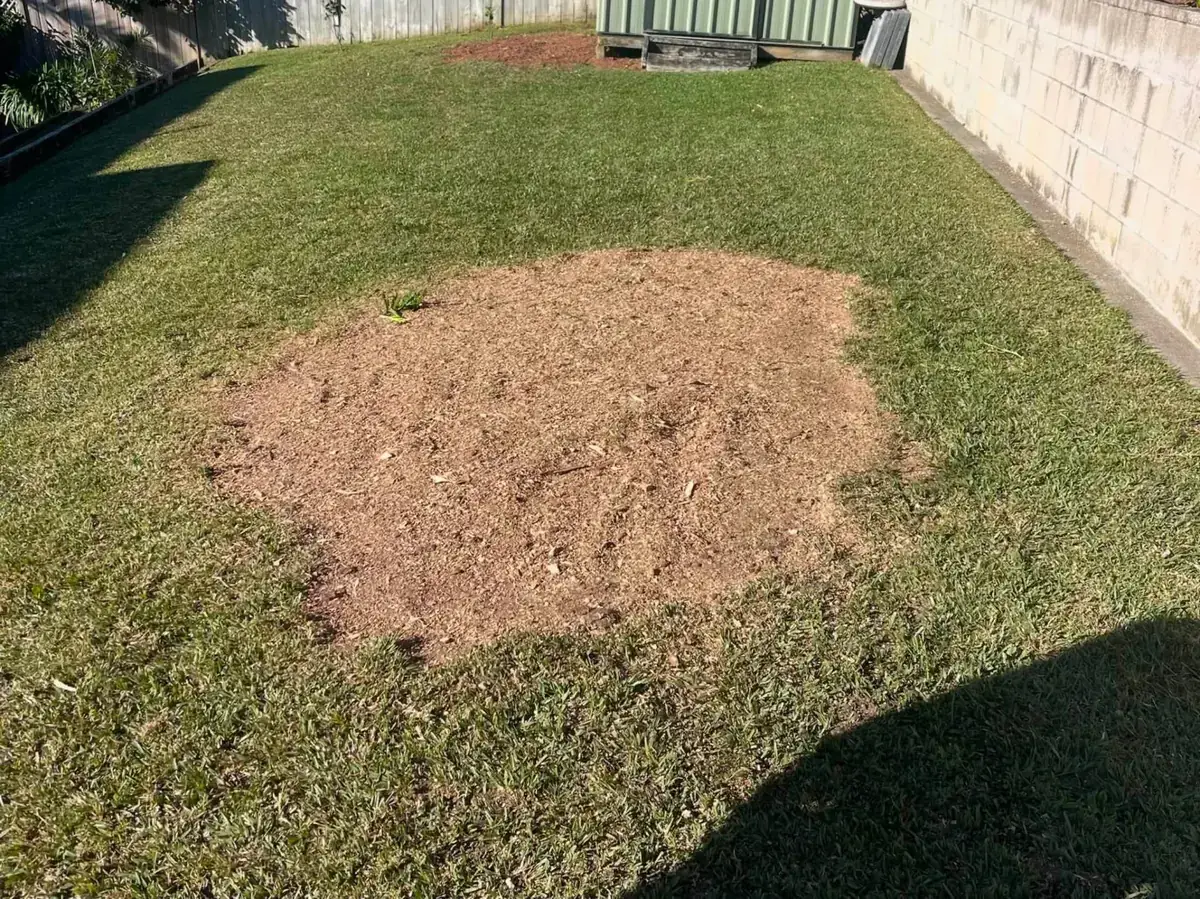 Back lawn with a patch of fresh mulch where a tree stump has been ground out