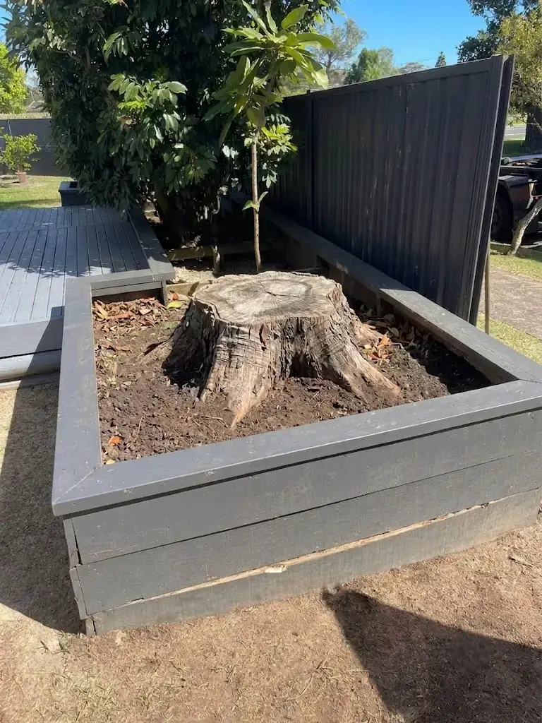 Tree stump inside a timber raised garden bed before stump grinding