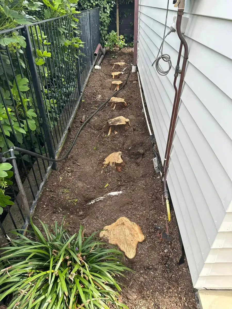 Narrow side passage between a house and fence with old hedge stumps